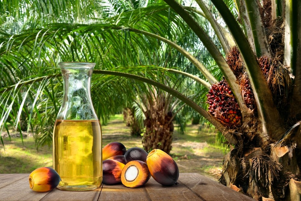 زيت نواة البلح